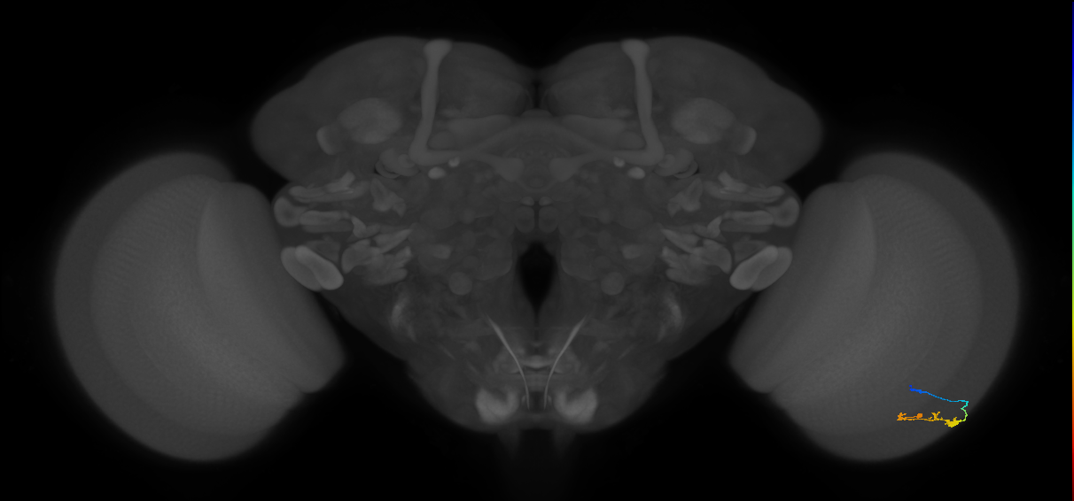 C3_R (JRC_OpticLobe:85432)