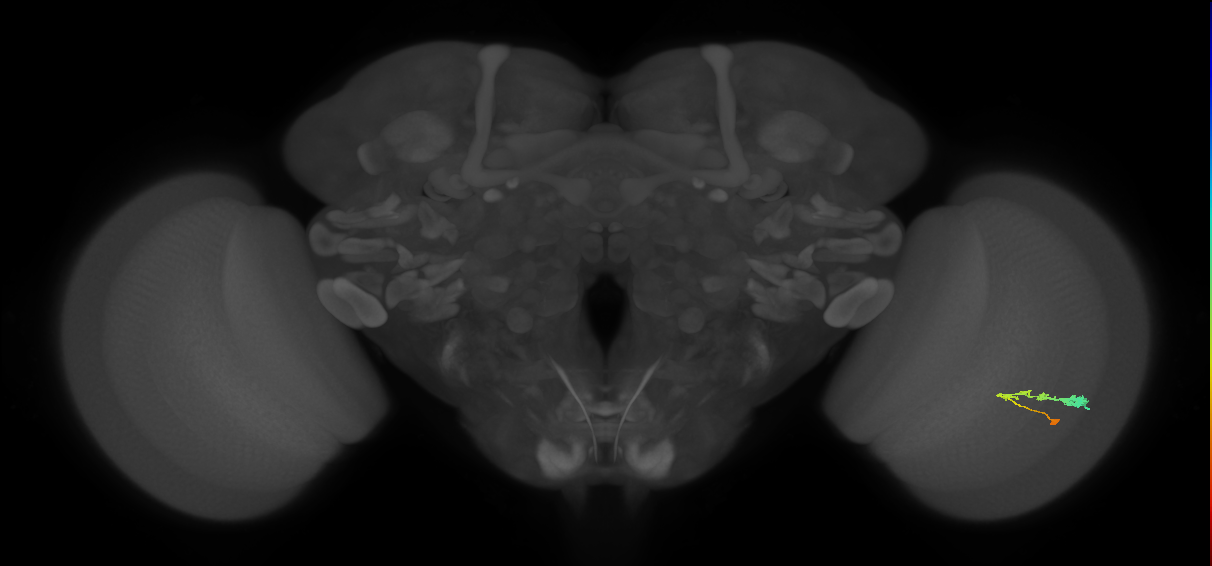 C3_R (JRC_OpticLobe:42788)