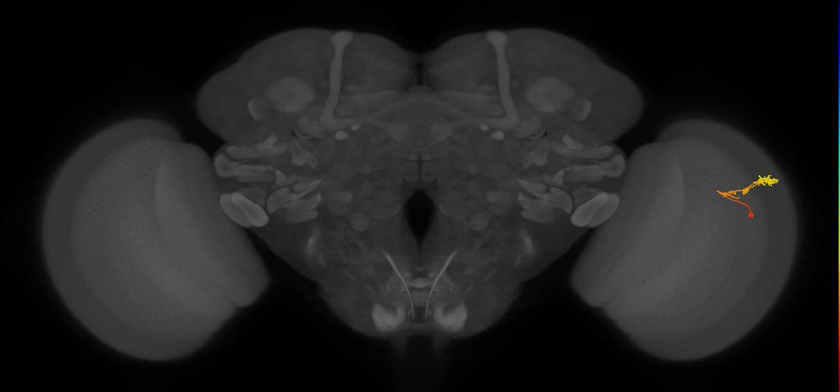 C3_R (JRC_OpticLobe:65855)