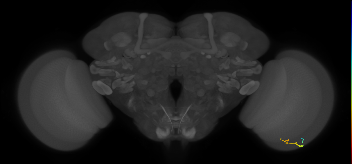 C3_R (JRC_OpticLobe:85917)