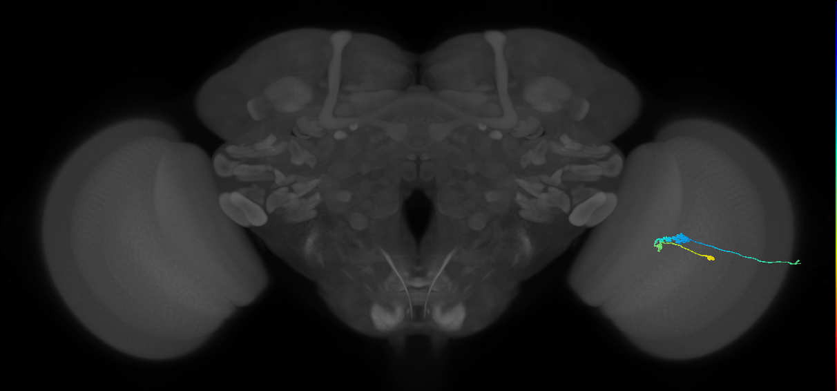 C3_R (JRC_OpticLobe:52335)