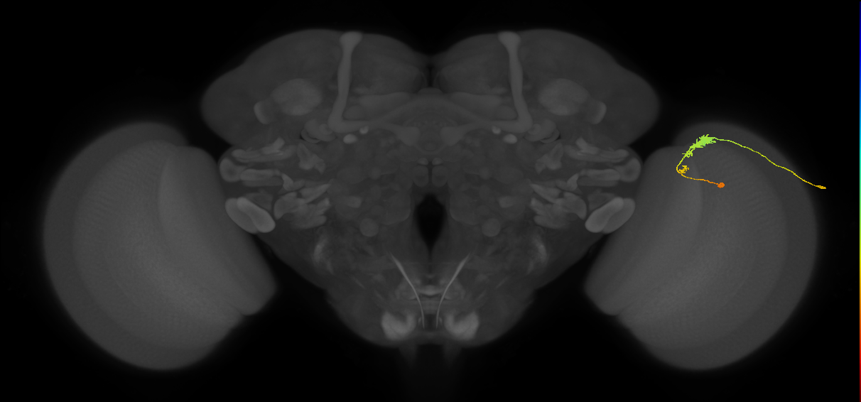 C3_R (JRC_OpticLobe:60458)