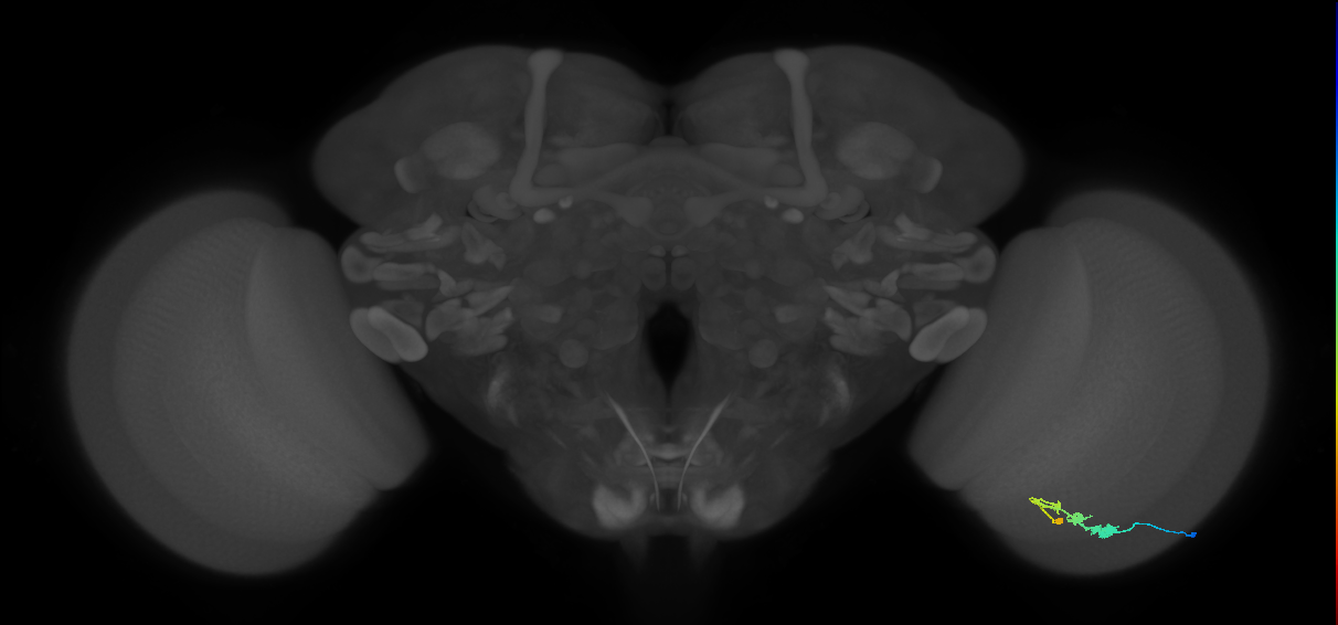 C3_R (JRC_OpticLobe:50836)