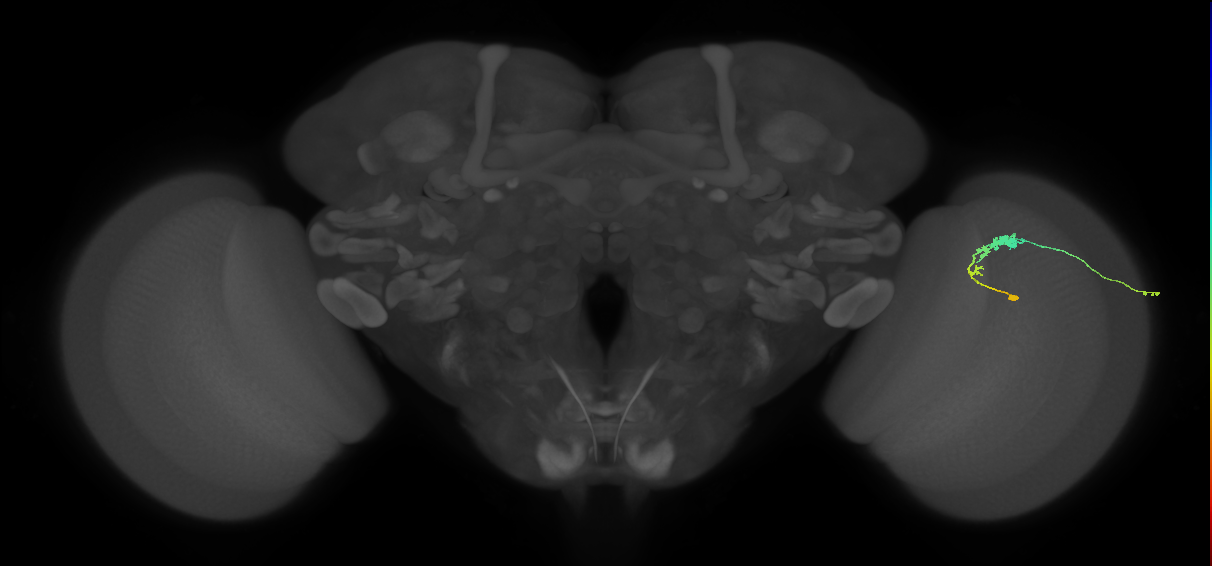 C3_R (JRC_OpticLobe:69178)
