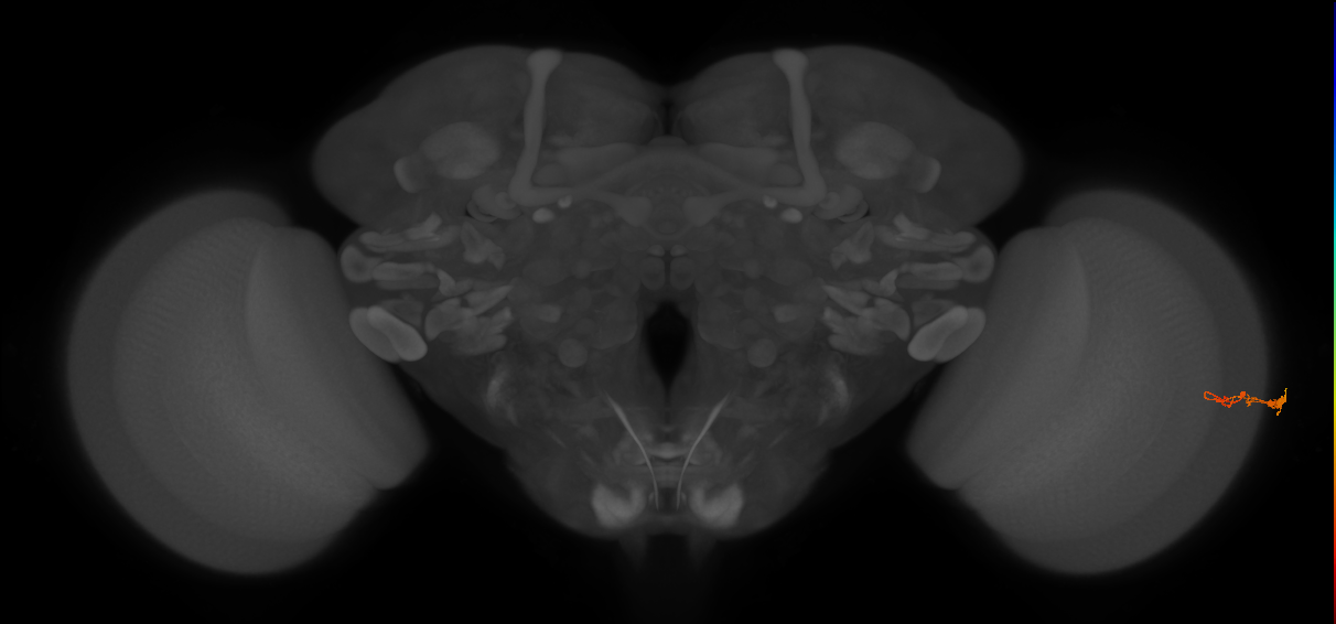 C3_R (JRC_OpticLobe:102001)