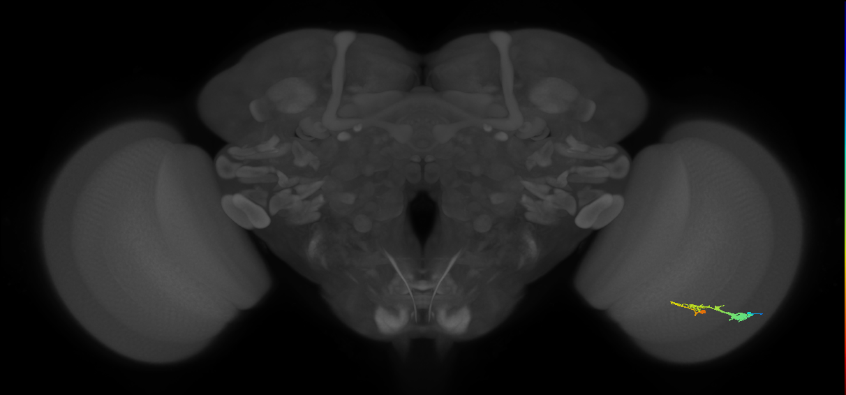 C3_R (JRC_OpticLobe:53539)