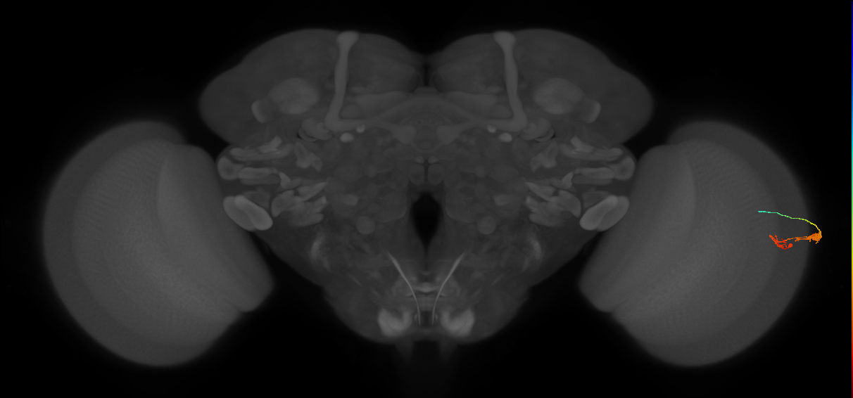 C3_R (JRC_OpticLobe:66486)