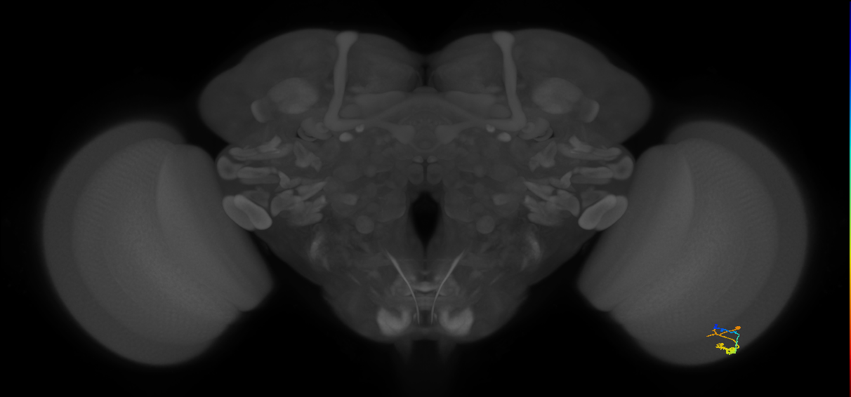 C3_R (JRC_OpticLobe:89486)
