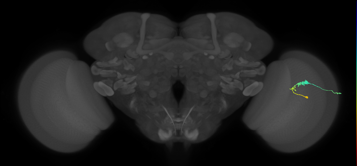 C3_R (JRC_OpticLobe:62402)