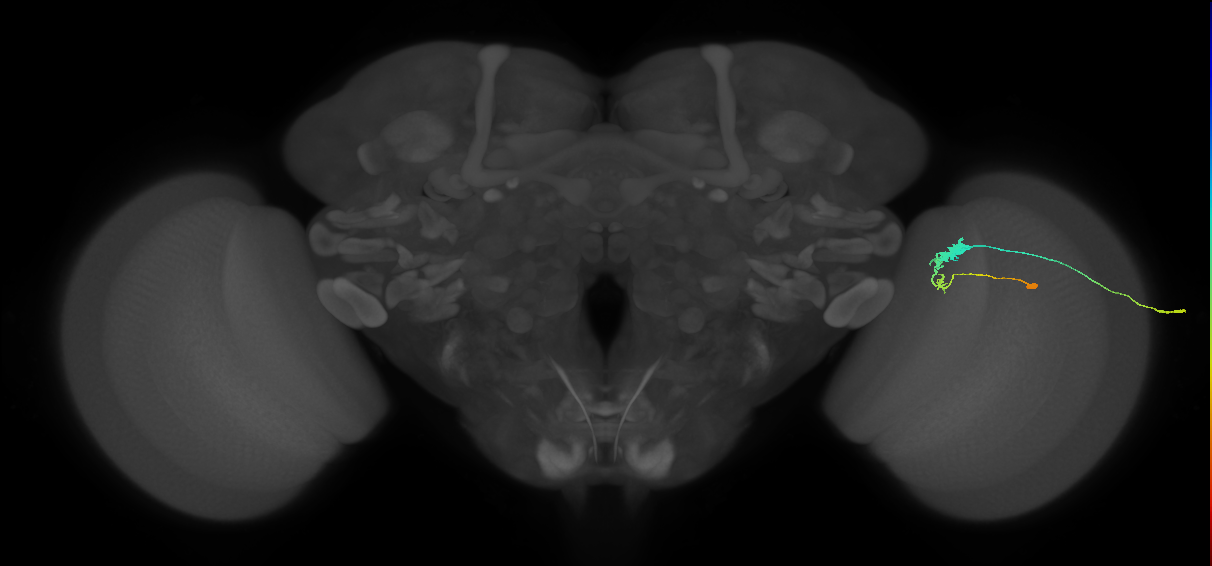 C3_R (JRC_OpticLobe:60311)