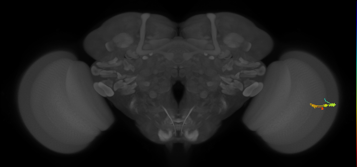 C3_R (JRC_OpticLobe:53018)
