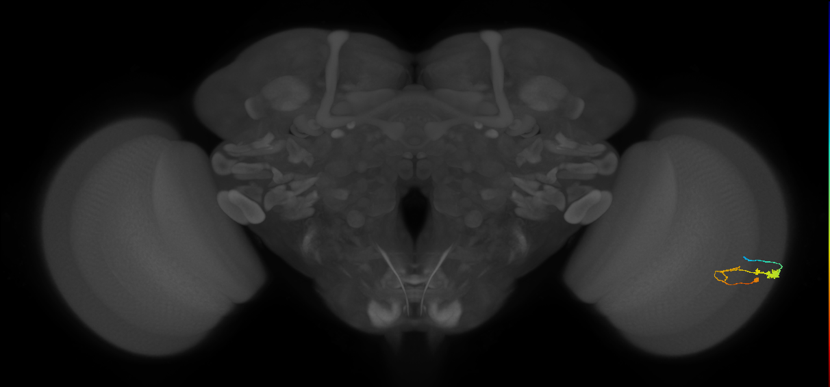 C3_R (JRC_OpticLobe:52707)
