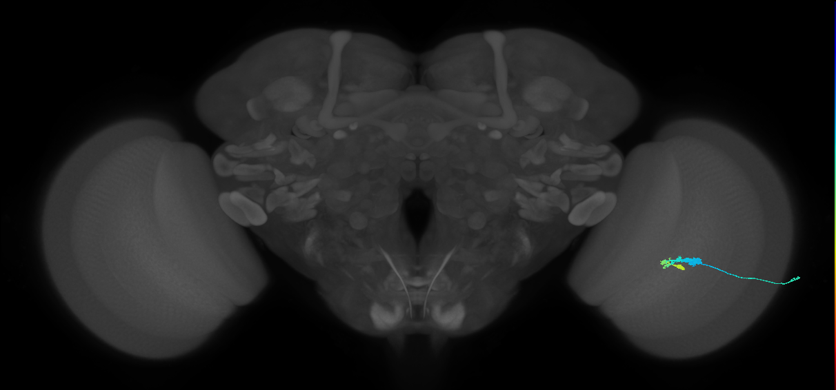C3_R (JRC_OpticLobe:60010)