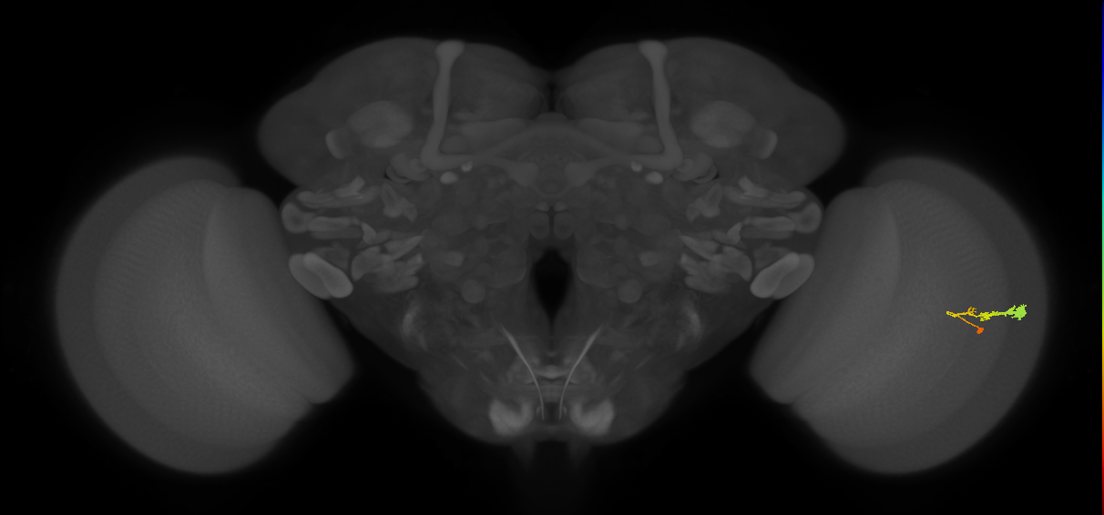 C3_R (JRC_OpticLobe:57939)