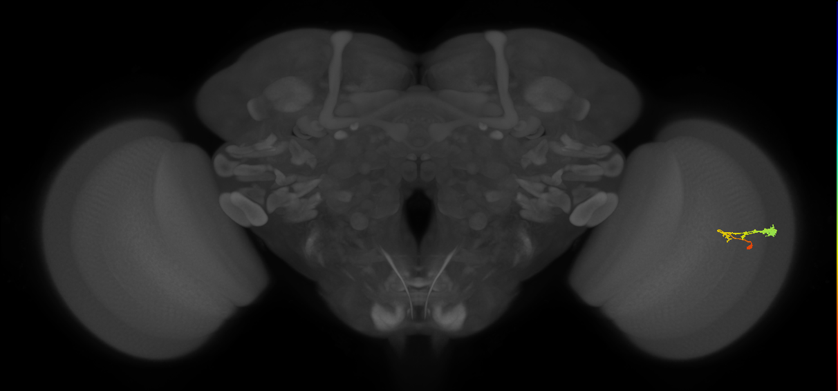 C3_R (JRC_OpticLobe:63777)