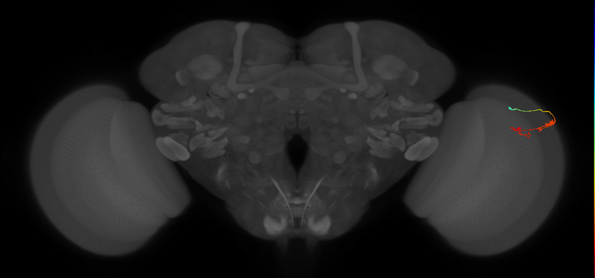 C3_R (JRC_OpticLobe:84043)