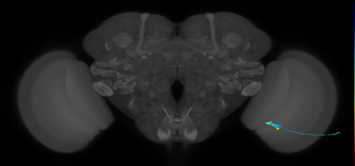 C3_R (JRC_OpticLobe:542975)