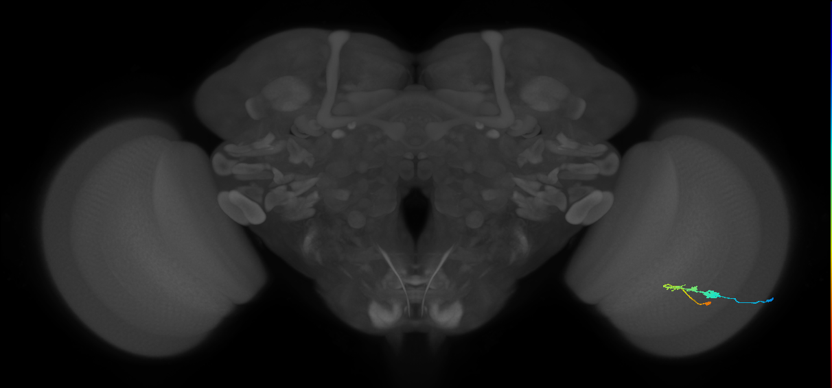 C3_R (JRC_OpticLobe:51707)