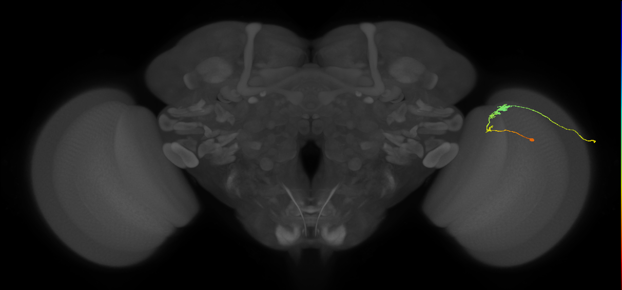 C3_R (JRC_OpticLobe:70009)