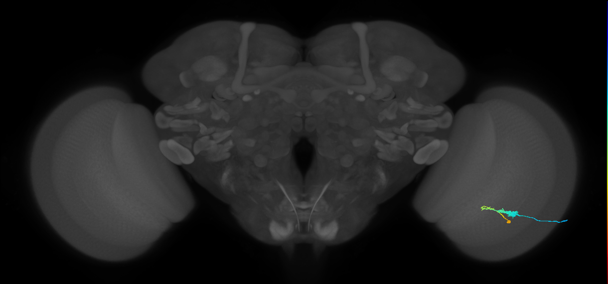 C3_R (JRC_OpticLobe:55204)