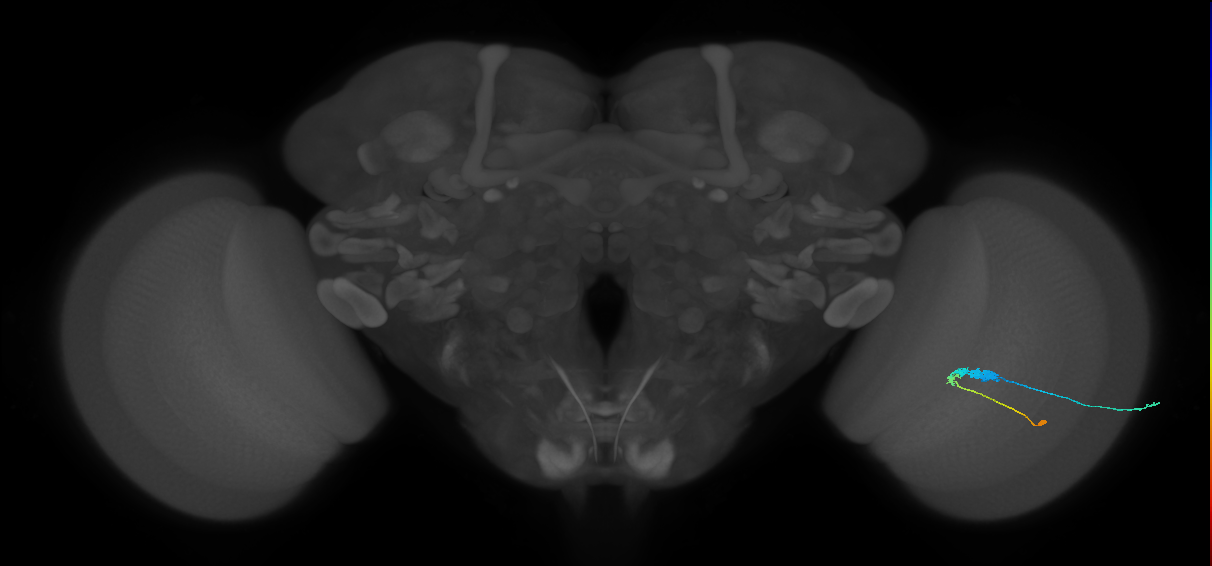 C3_R (JRC_OpticLobe:59004)