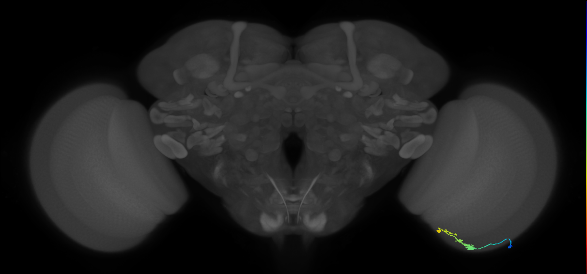 C3_R (JRC_OpticLobe:83630)