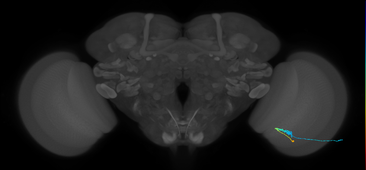C3_R (JRC_OpticLobe:58261)