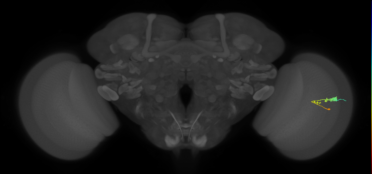 C3_R (JRC_OpticLobe:57510)