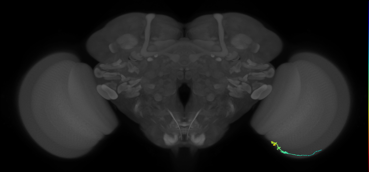 C3_R (JRC_OpticLobe:93781)