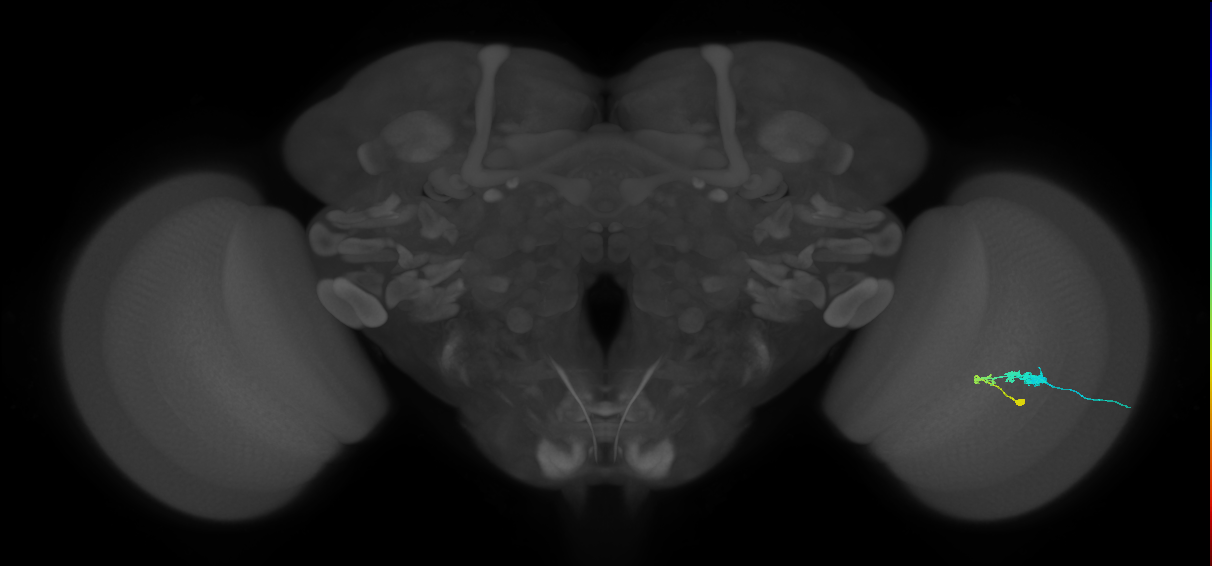 C3_R (JRC_OpticLobe:48913)