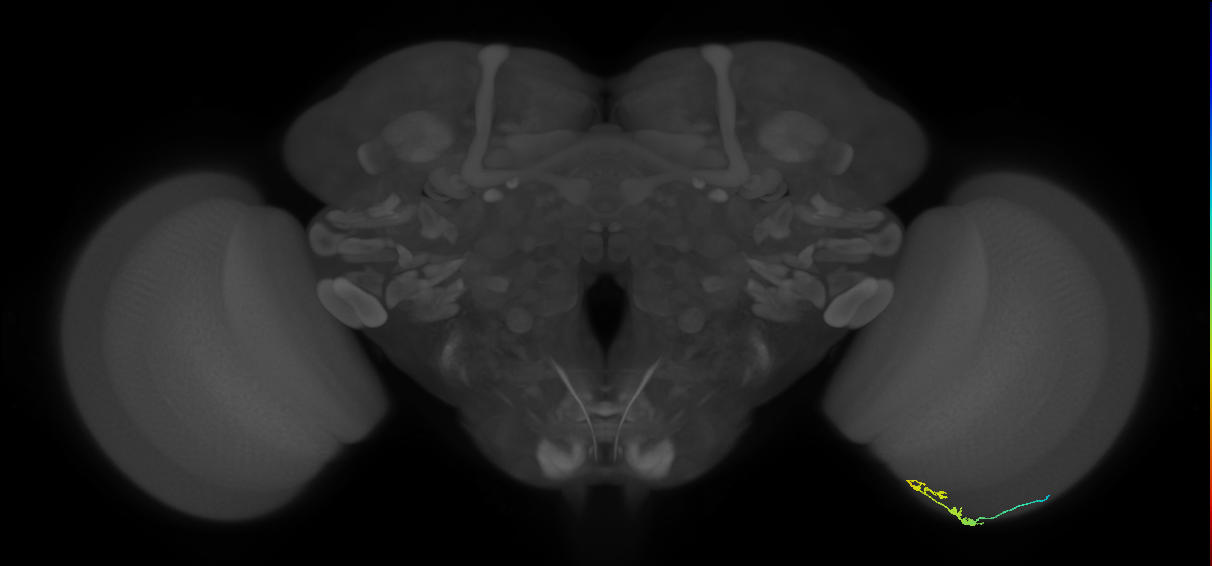 C3_R (JRC_OpticLobe:103615)