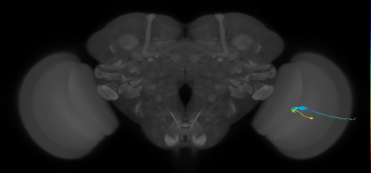 C3_R (JRC_OpticLobe:55038)