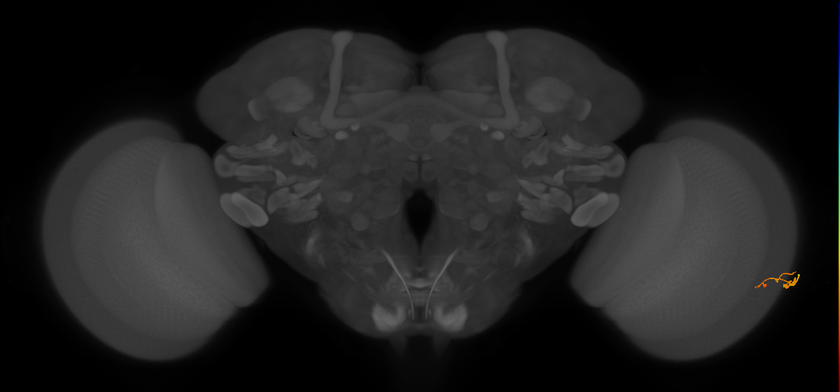 C3_R (JRC_OpticLobe:547668)