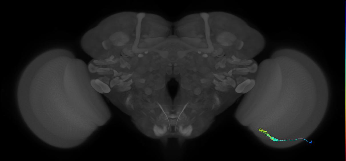 C3_R (JRC_OpticLobe:66867)