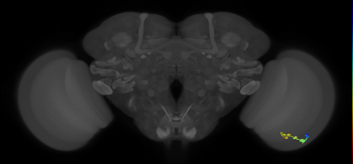 C3_R (JRC_OpticLobe:42646)