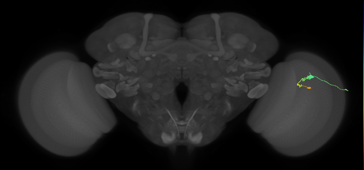 C3_R (JRC_OpticLobe:69184)
