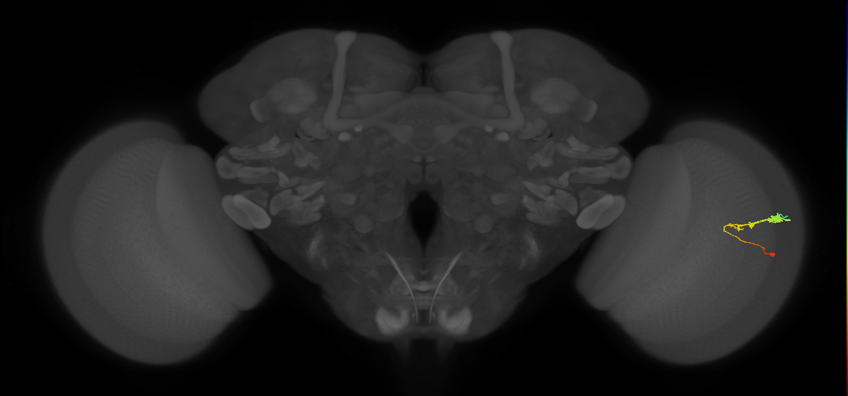 C3_R (JRC_OpticLobe:59372)