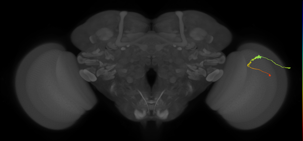 C3_R (JRC_OpticLobe:61976)