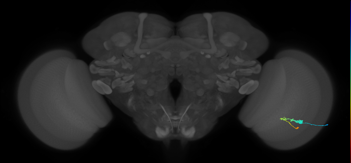 C3_R (JRC_OpticLobe:49958)