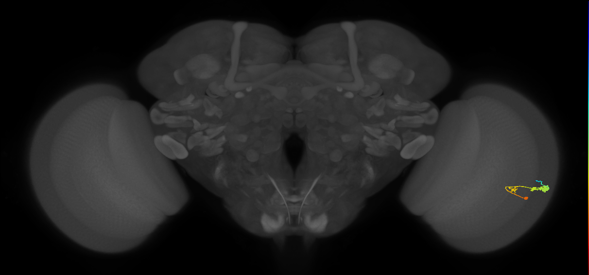 C3_R (JRC_OpticLobe:454696)