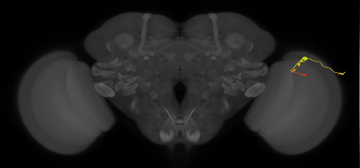 C3_R (JRC_OpticLobe:53423)