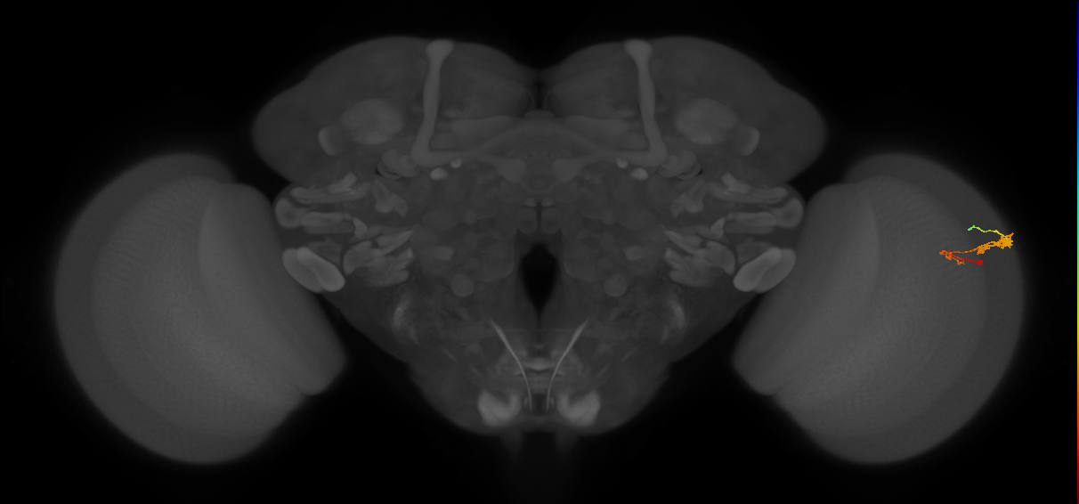 C3_R (JRC_OpticLobe:63746)
