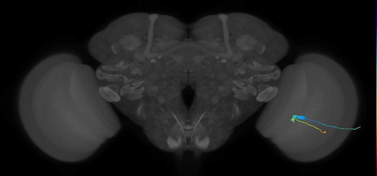C3_R (JRC_OpticLobe:63038)