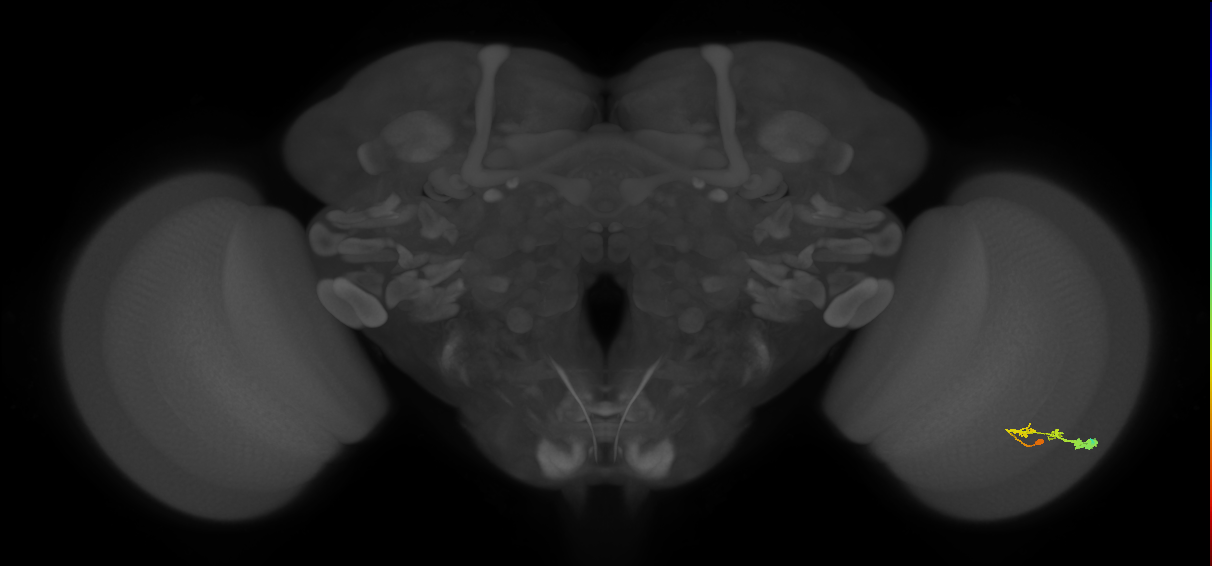 C3_R (JRC_OpticLobe:55434)