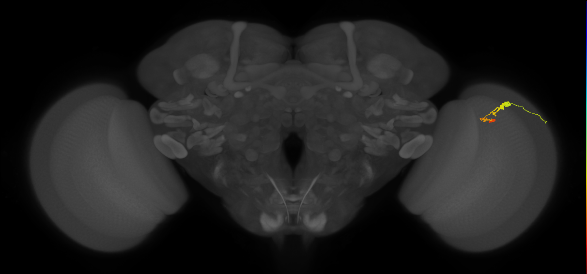 C3_R (JRC_OpticLobe:67978)