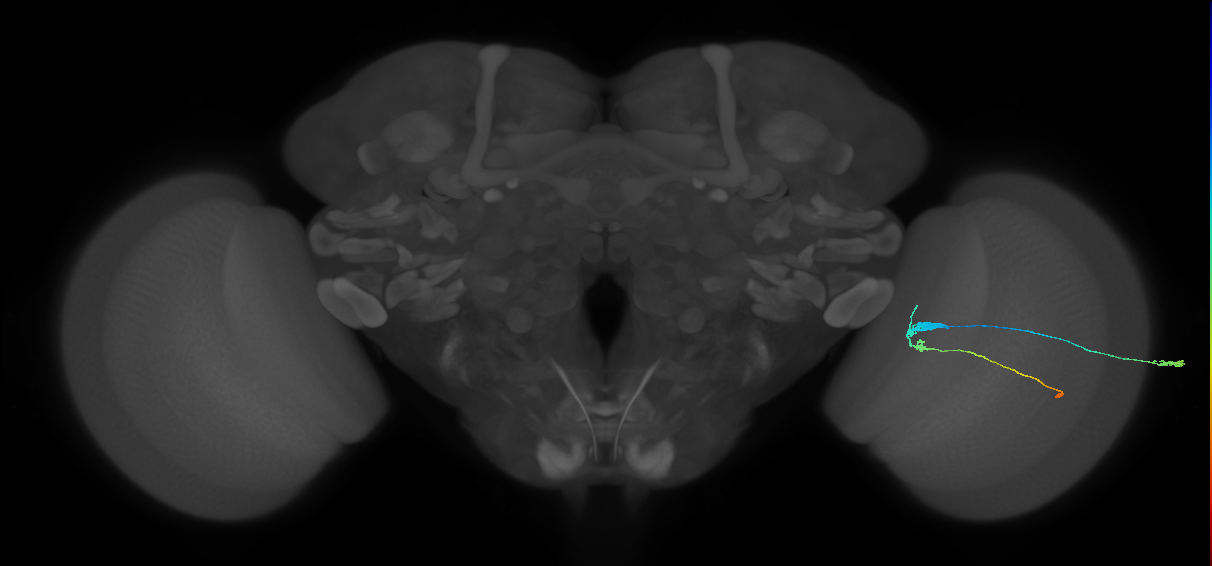 C3_R (JRC_OpticLobe:39585)