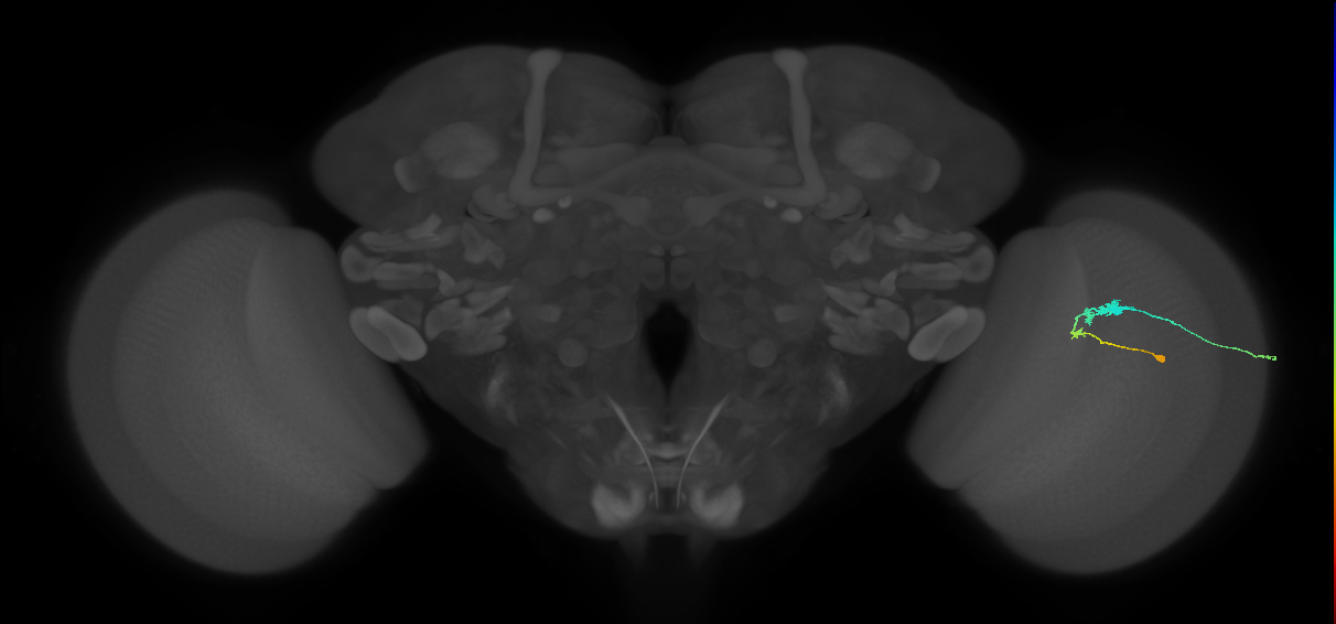C3_R (JRC_OpticLobe:67754)