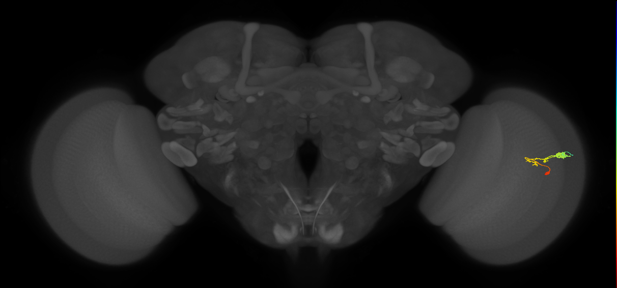 C3_R (JRC_OpticLobe:60375)