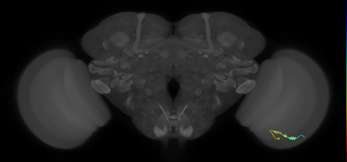 C3_R (JRC_OpticLobe:53753)