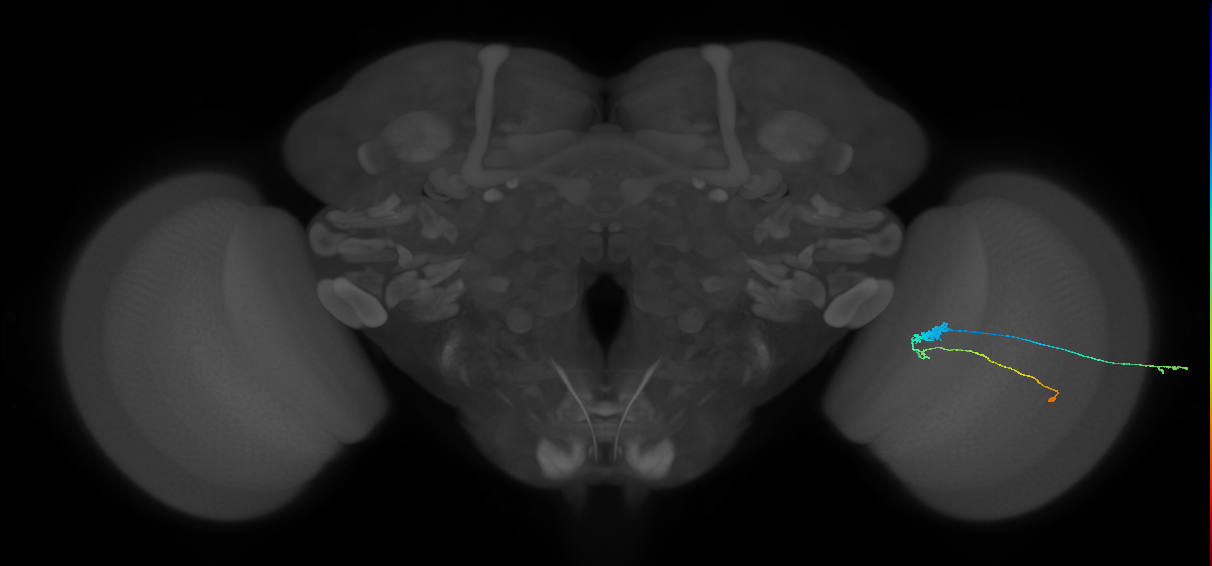 C3_R (JRC_OpticLobe:57855)